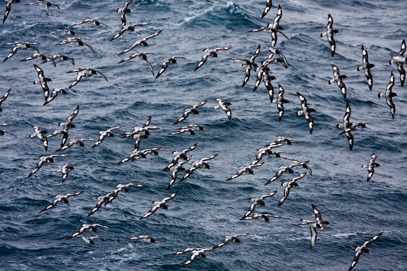 Flock Of Cape Petrels In Flight